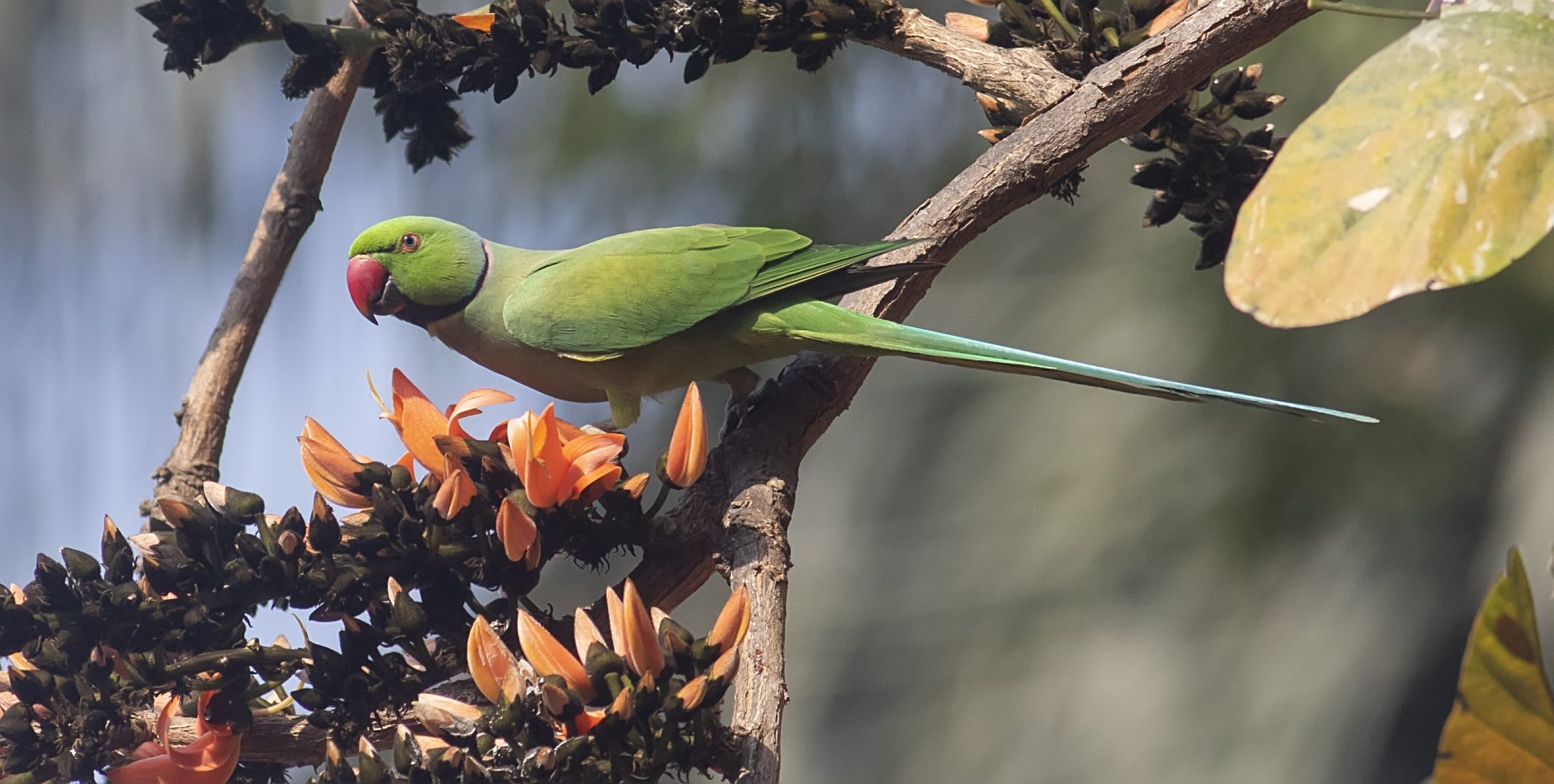 A colourful parrot perched among green foliage, captured in a vibrant nature scene ideal for a cute aesthetic wallpaper