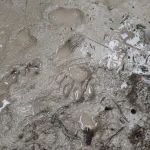 Tiger Pugmark Safari Sundarban