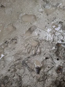 Tiger Pugmark Safari Sundarban