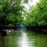 Canal Wildlife Safari Sundarban